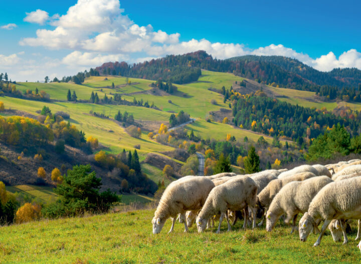 G2 Pieniny